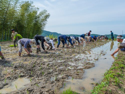田植え参加者らと初田植え(R4)