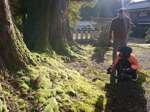 苔むした幻想的な神社の大木