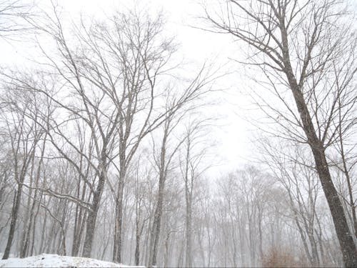 冬季の北軽井沢