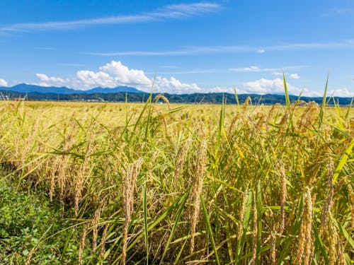 農業、伝統工芸、空き家、子育て…。興味あるところをご案内。