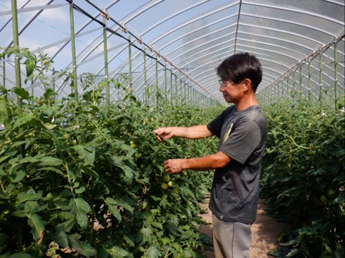 倉増農園(トマト農家)