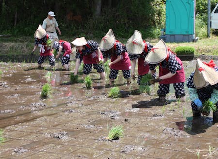 本寺地区で毎年春に行われる田植え体験イベント