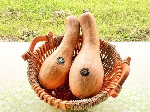 特産品の南部一郎かぼちゃ