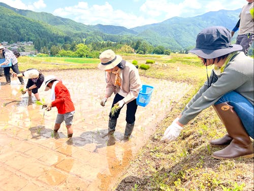田植え体験のイベントの様子
