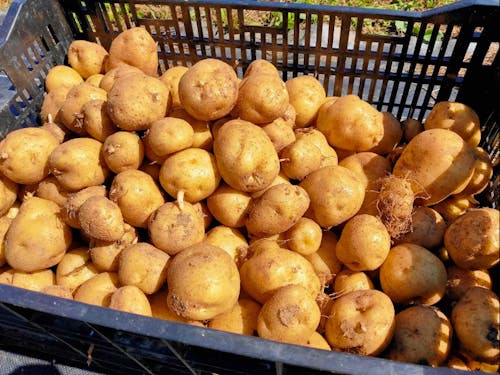 自分で収穫した野菜を食べるのは格別です!