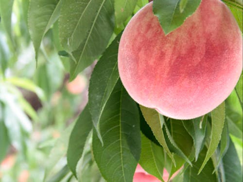 花も実もある福島市
