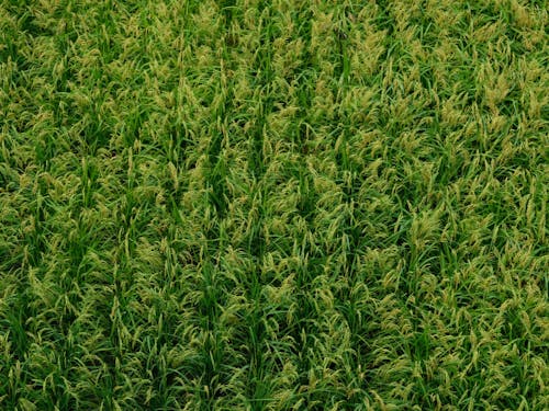 橋の上から見た稲