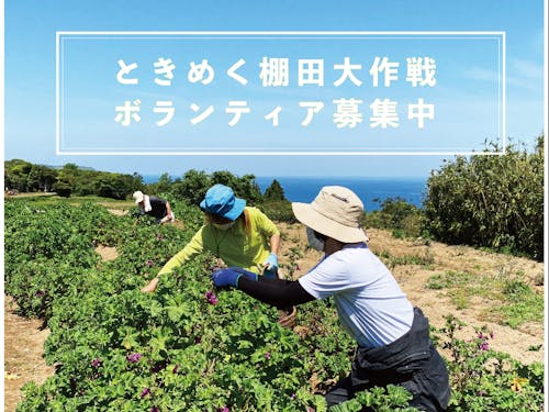 ハーブの手入れをするボランティアも募集中