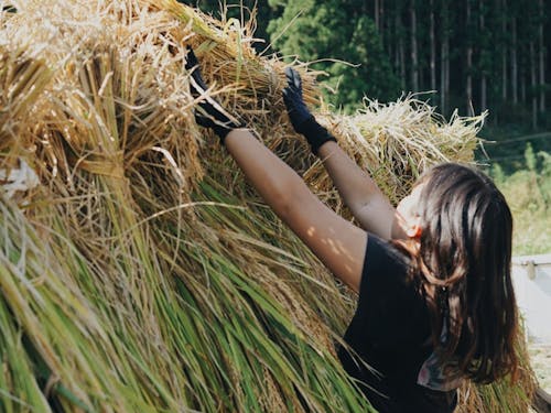 稲穂を干す作業