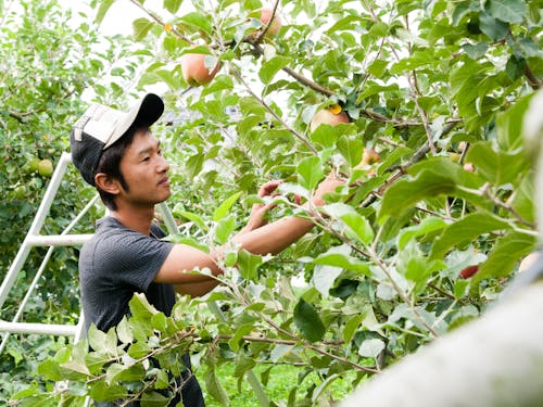 代々続くりんご農家の唯一の若手後継者(5代目)