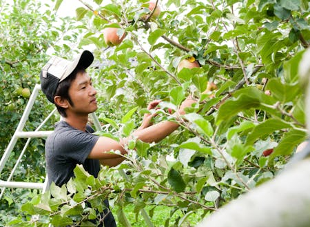 代々続くりんご農家の唯一の若手後継者(5代目)