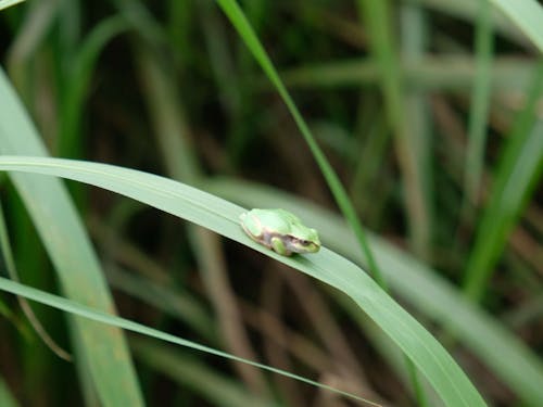 稲穂を見守るカエル