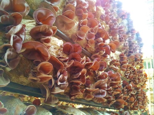 完全無農薬です!