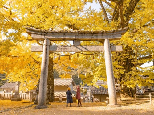 岩部八幡神社のイチョウ