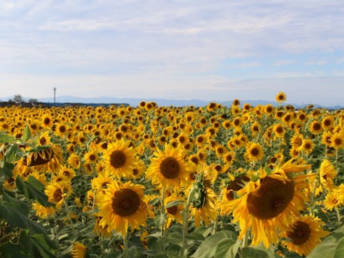 琵琶湖沿いに咲き誇るひまわり畑