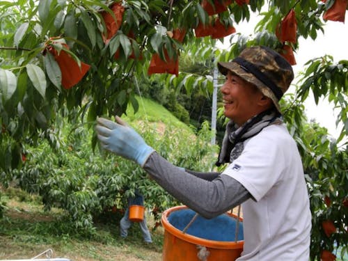 桃農家 森本さん