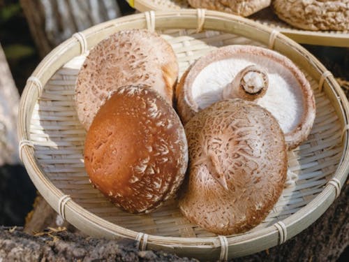 横林の原木椎茸