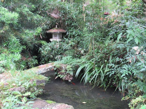 庭にある池。手入れをすれば趣のある庭が作れそう。