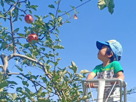 減農薬に取り組むりんご農園でりんご狩り