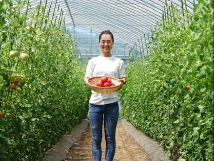中山地区でトマトを栽培している土屋さん