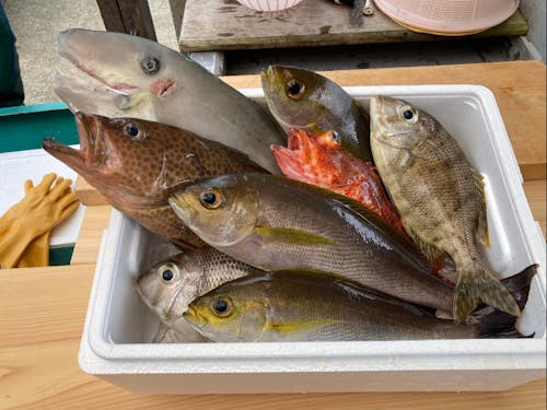 すさみ町の地魚たち