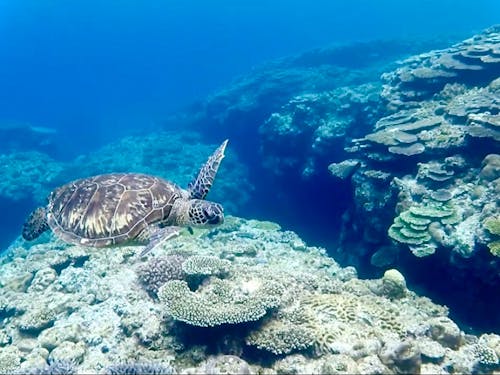 気軽にウミガメに会えるようになりました。