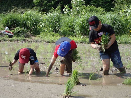 苗を植えていく子供たち。間隔を保ちながら、目の前の作業に没頭。