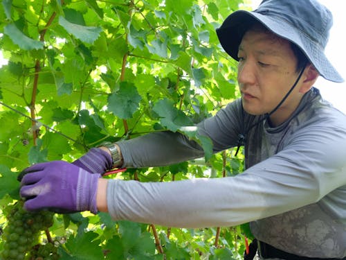 収穫する宮川さん