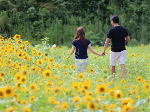 50万本のたんとうひまわり畑（夏）