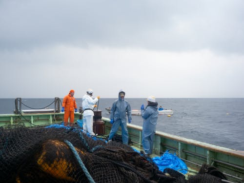 はたらき先の一つ「定置網漁」