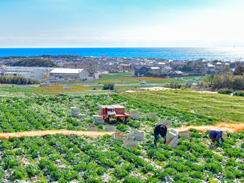 春キャベツの生産量も日本一