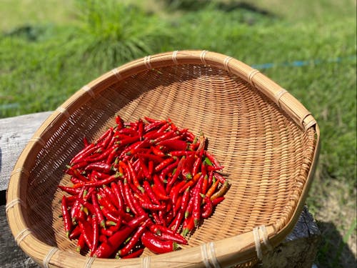 体験内容はその都度変わり、色んな野菜に触れられます