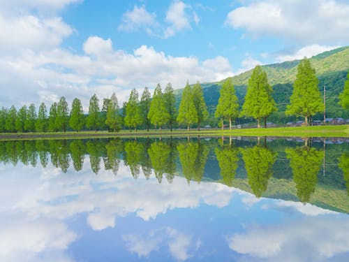 人々を魅了する「メタセコイヤ並木」(高島市)