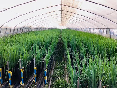 ハウスの中の様子