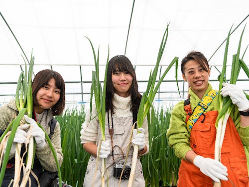 収穫体験の様子