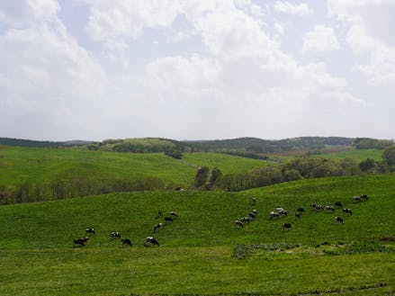 大野に広がる高原と牛の放牧風景