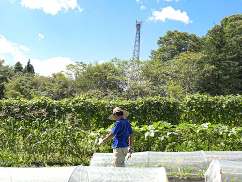 農業に取り組む先輩協力隊