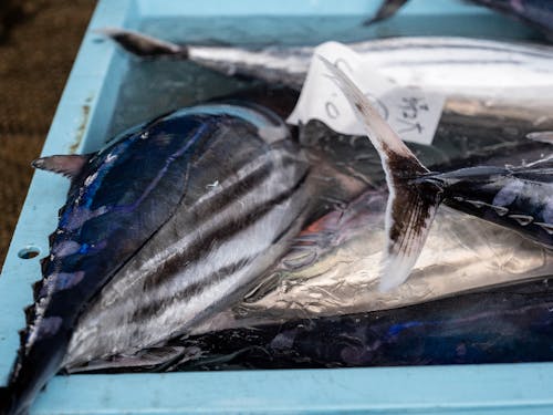 青い輝きを放つカツオは新鮮な証拠