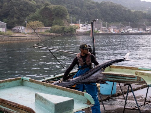 2m超えのカジキが水揚げされることも