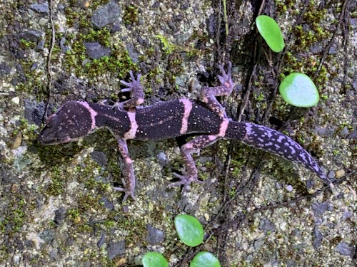 ナイトツアーで見つけたオビトカゲモドキ(徳之島にしか生息していないんです)