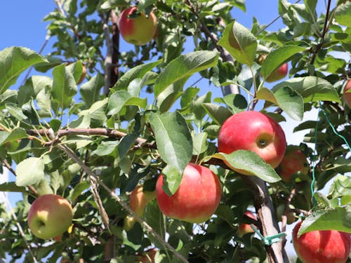 山形村のおいしいりんご