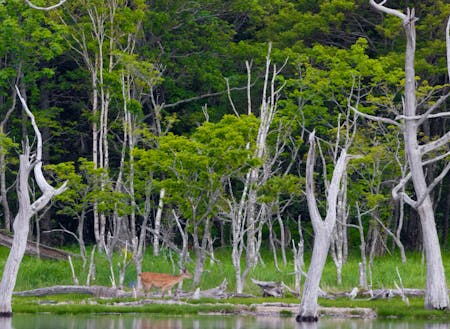 野付半島にある立ち枯れたナラの群生地”ナラワラ”。エゾシカの”生”がより際立つ風景もここだけのもの。