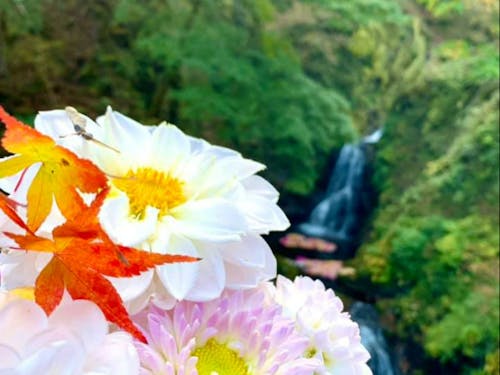 吊り橋から見える尾ノ内渓谷