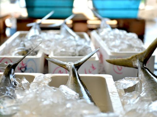 獲れたてのブリ