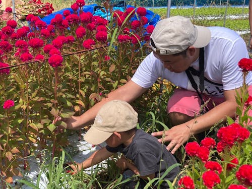 夏の時期はお花の収穫もできる農業体験