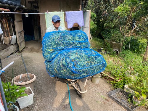 シキミ・ヒサカキの収穫後の運搬作業