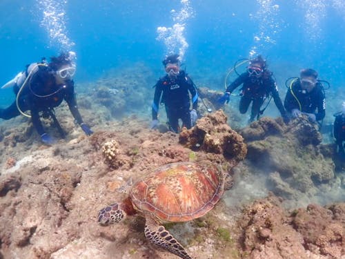屋久島全体がフィールド。専門ガイドと共に自然研修も行います