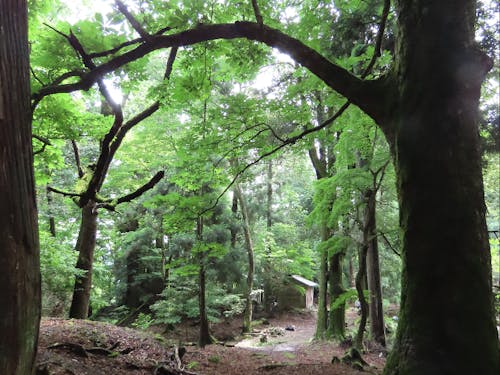境内には素晴らしい森が広がっています。