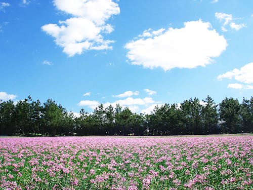 黒潮町のらっきょうの花