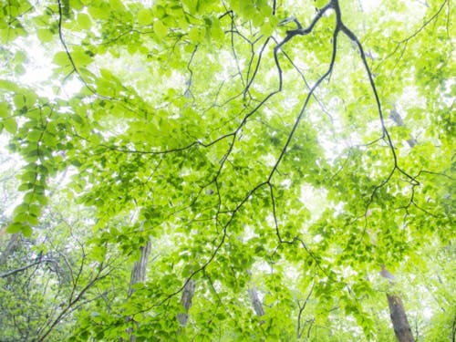 山門水源の森 (photo by KAWASE)